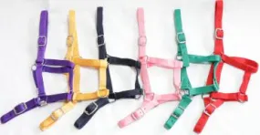 Eureka Buckle Halters